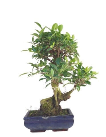 Pianta di Bonsai a Trapani - Consegna Veloce in 2 Ore