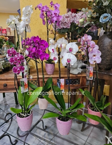 Pianta orchidea phalenopsis