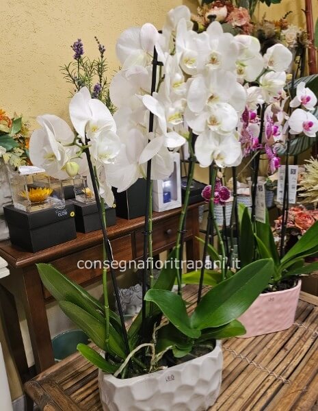 Pianta phalenopsis 4 rami bianco in vaso