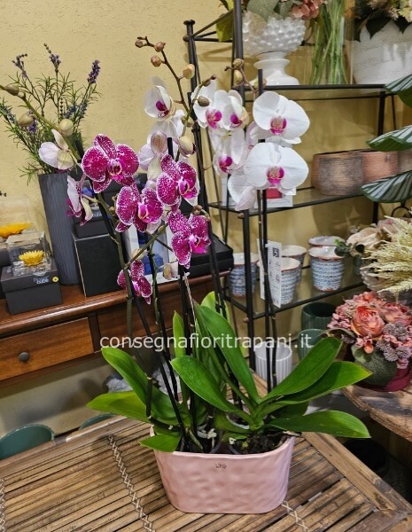 Pianta phalenopsis 4 rami toni del rosa in vaso